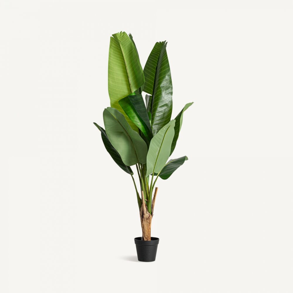 plante-bananera-ma-collection-signature