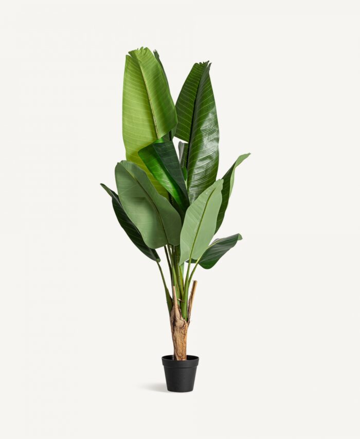 plante-bananera-ma-collection-signature