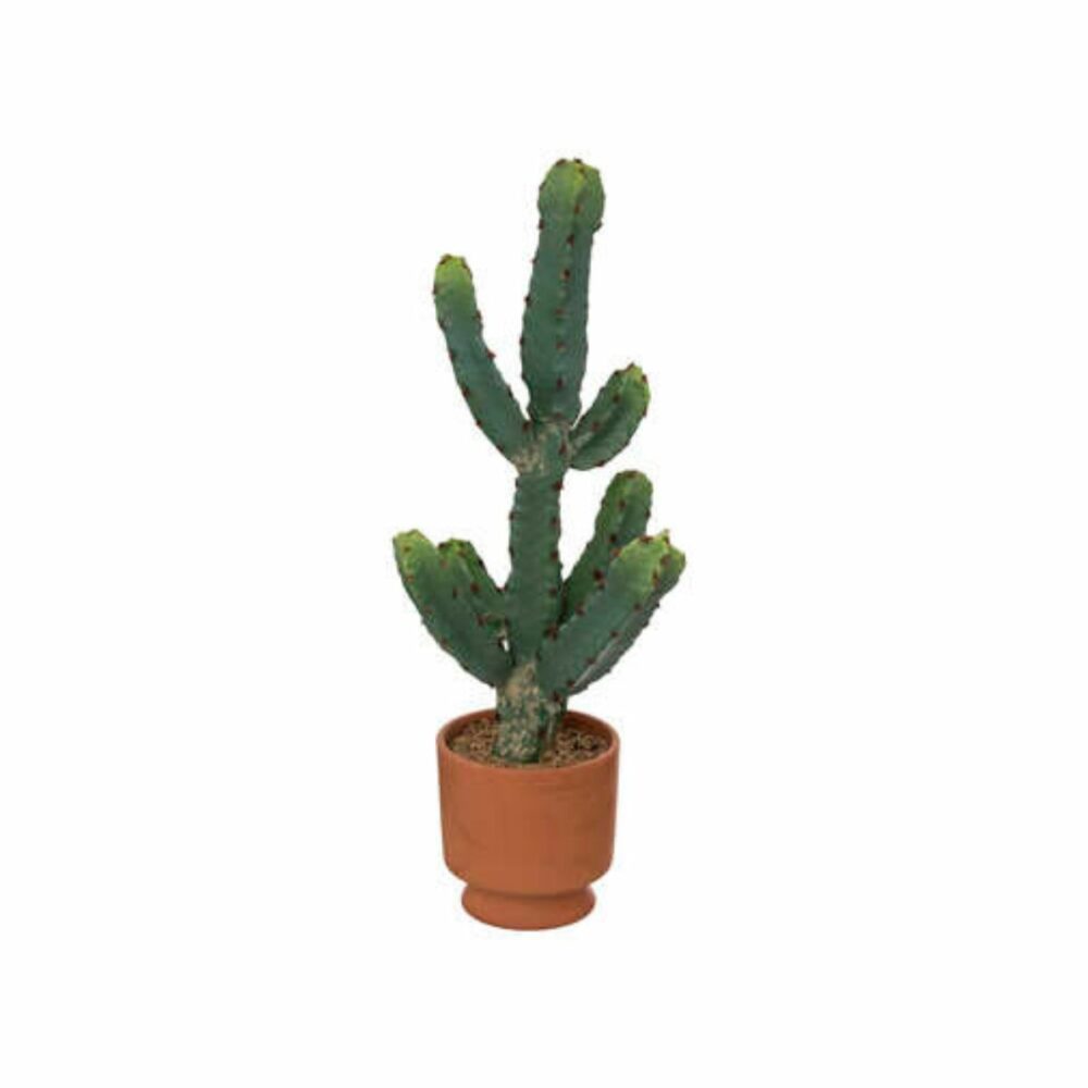 Cactus-Alicante-ma-collection-signature-decoration