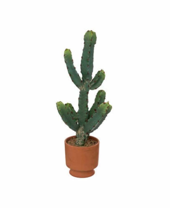 Cactus-Alicante-ma-collection-signature-decoration